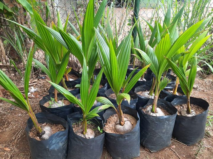 Coconut plants for sale - Wedoadz