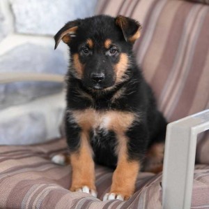 2818869-german-shepherd